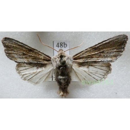 Egira conspicillaris (Linnaeus, 1758) Czech48b